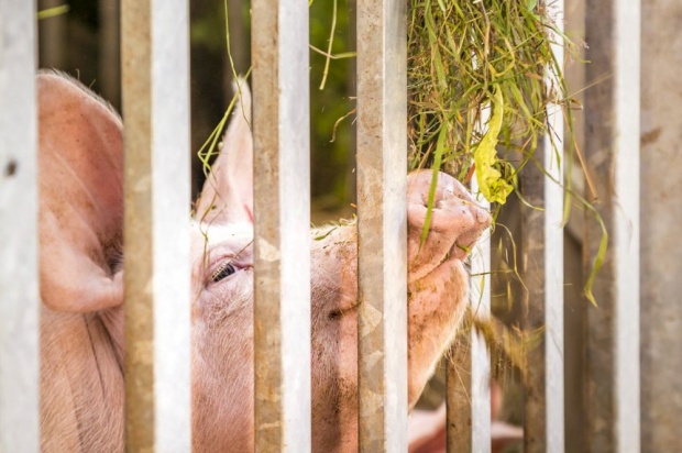 Glückliches Schwein (© Urlaub am Bauernhof)