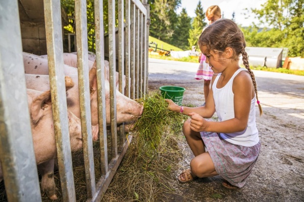 Auch die Schweine freuen sich über einen Besuch (© Urlaub am Bauernhof)